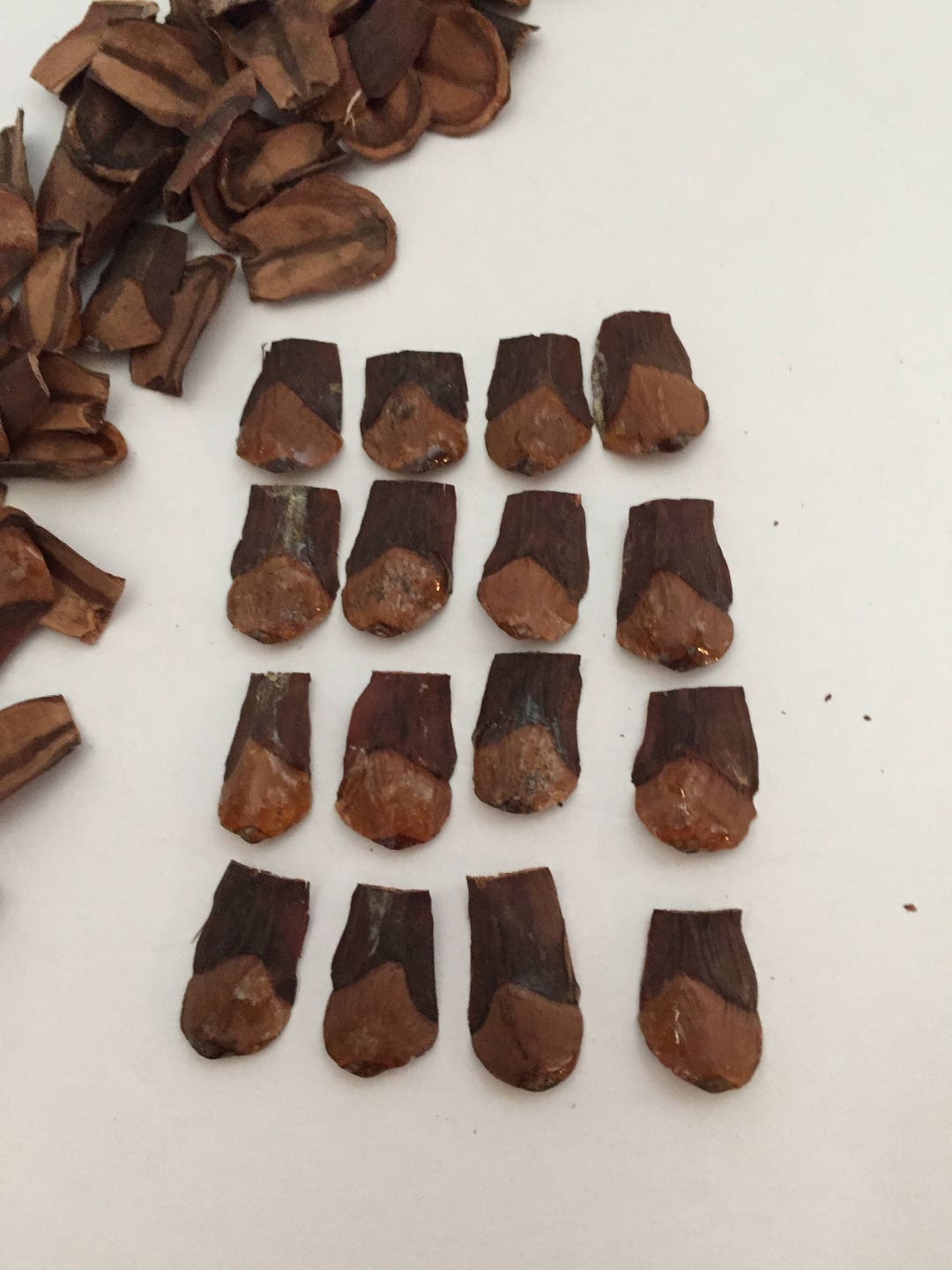 Pine Cone Scales 200 Etsy