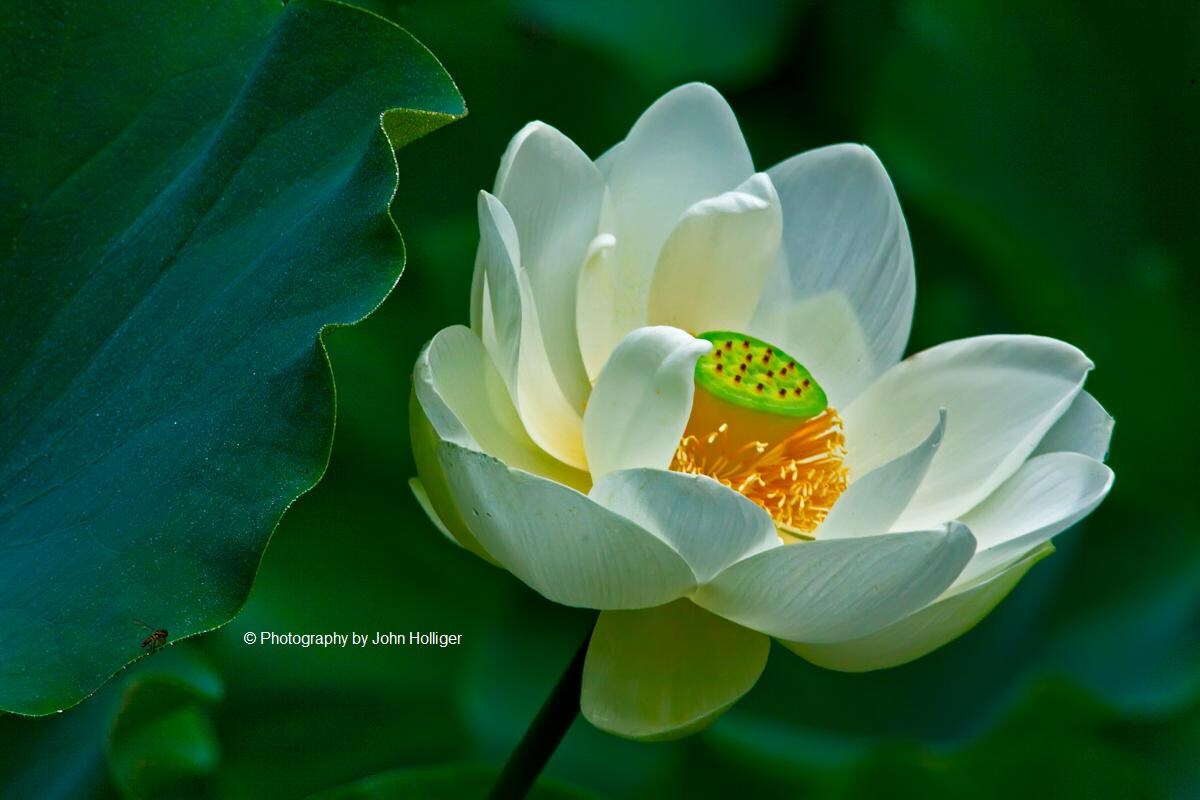 White Lotus Flower Modern Floral Wall Art Fine Art Nature Etsy