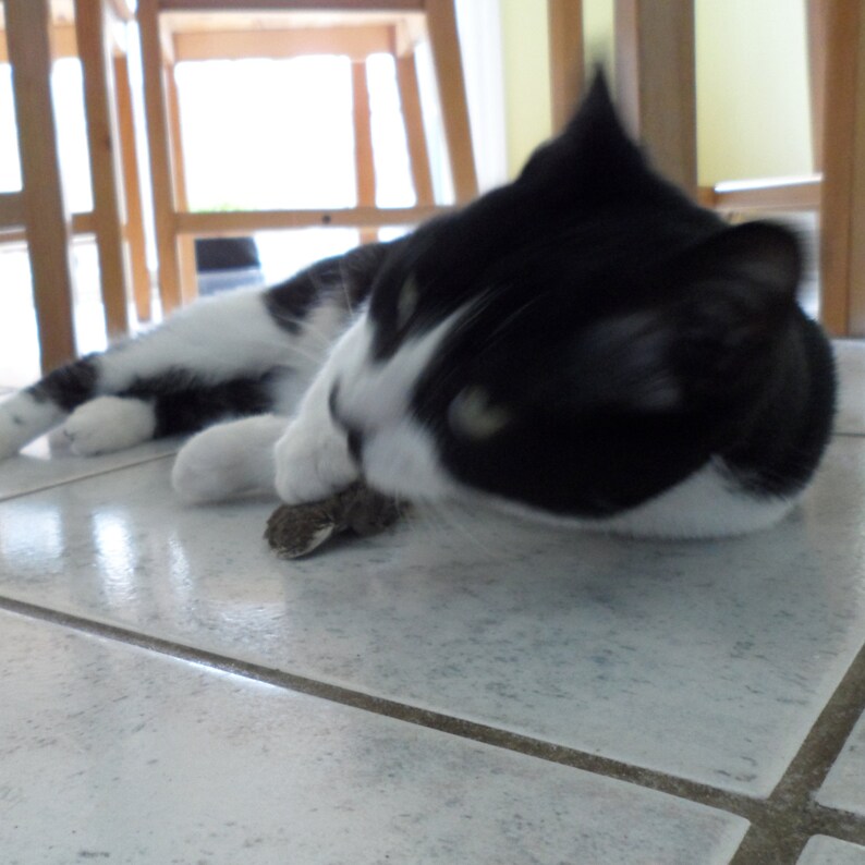 Real Quail Wing Cat Toy Etsy
