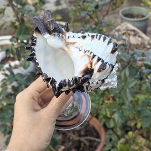 Op de afbeelding: Een grote, witte schelp met zwarte en bruine markeringen. De schelp is open en heeft een glad, wit interieur. De schelp wordt in een hand gehouden.