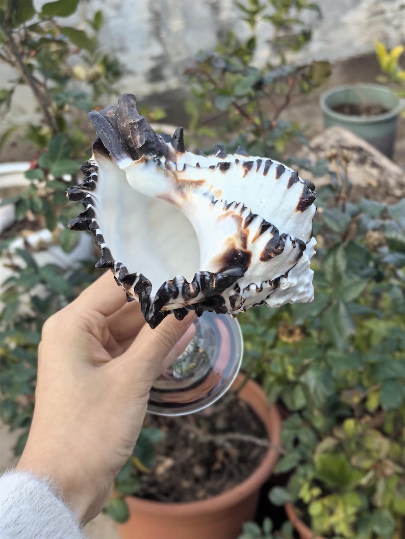 Op de afbeelding: Een grote, witte schelp met zwarte en bruine markeringen. De schelp is open en heeft een glad, wit interieur. De schelp wordt in een hand gehouden.