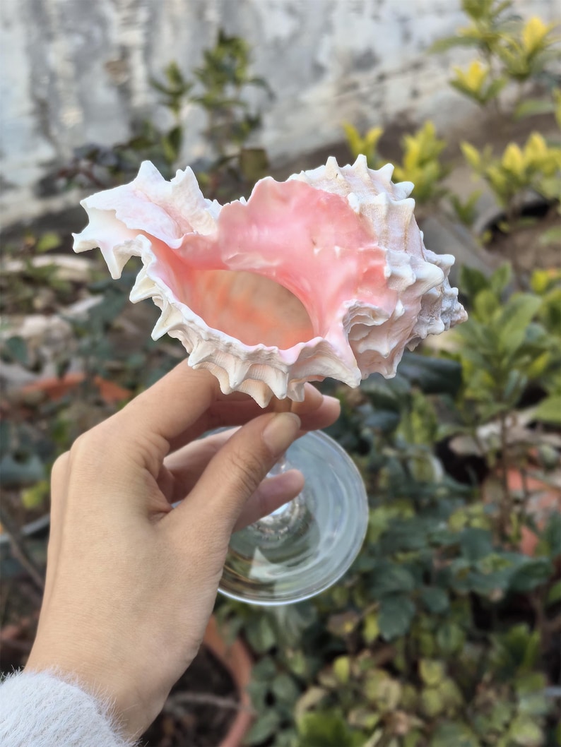 Op de afbeelding: Een roze en witte schelp met een grote opening, vastgehouden in een hand. De schelp wordt gebruikt als een decoratief glas.