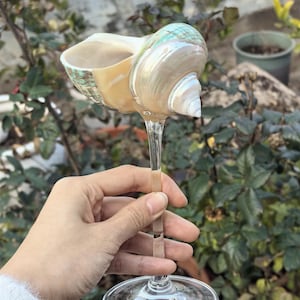 Op de afbeelding: Een glazen wijnglas met een schelp als kom. De schelp is lichtbruin van kleur met groene en iriserende accenten. Het glas heeft een lange, heldere steel en een ronde voet.