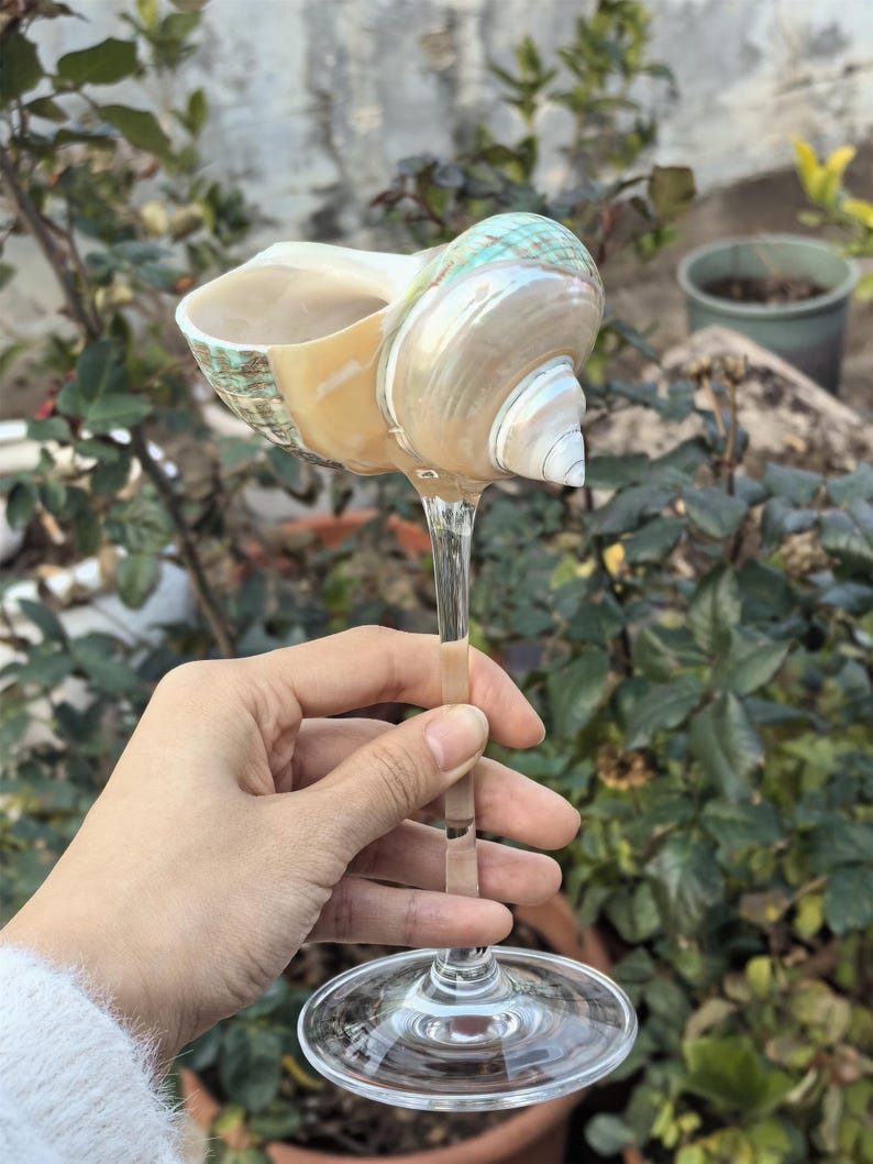Op de afbeelding: Een glazen wijnglas met een schelp als kom. De schelp is lichtbruin van kleur met groene en iriserende accenten. Het glas heeft een lange, heldere steel en een ronde voet.