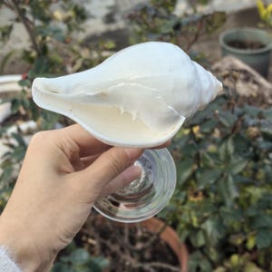 Op de afbeelding: Een witte schelp met een gladde, glanzende afwerking. De schelp wordt in een hand gehouden en lijkt een decoratief item te zijn.