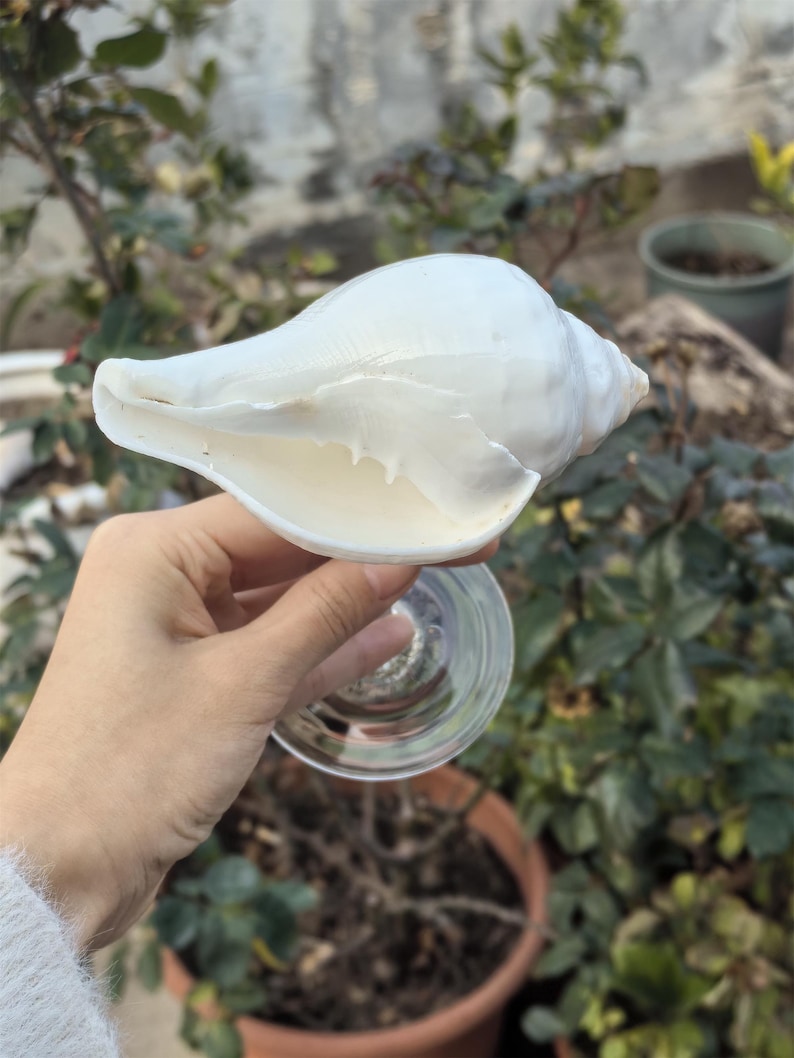 Op de afbeelding: Een witte schelp met een gladde, glanzende afwerking. De schelp wordt in een hand gehouden en lijkt een decoratief item te zijn.