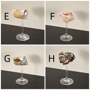 Op de afbeelding: Vier verschillende schelpen gepresenteerd op heldere glasstelen. De schelpen zijn lichtbruin, roze, groen en zwart.