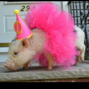 Pet Tutu, Pet Birthday Tutu, Dog Tutu, Dog costume, Pet costume, Dog birthday outfit, pet birthday, Pet Halloween, pet dress up outfit