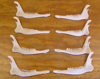 8 Deer Jaw Bones