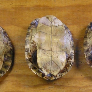 3XL 8 River Cooter Turtle Shells image 2