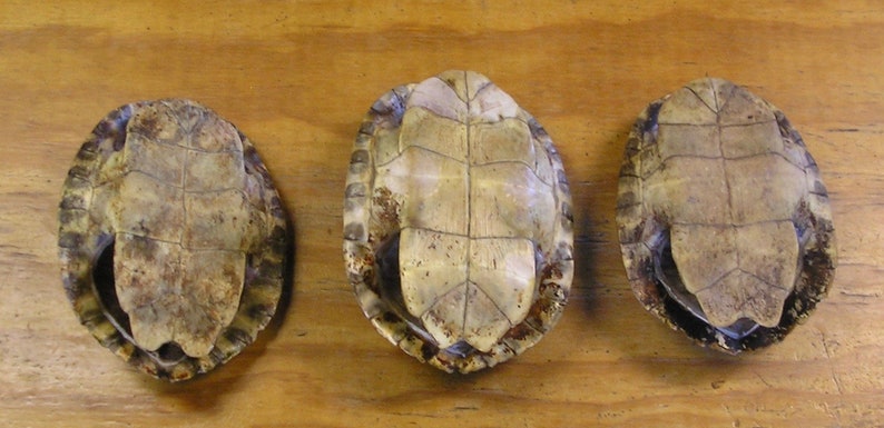 3XL 8 River Cooter Turtle Shells image 2