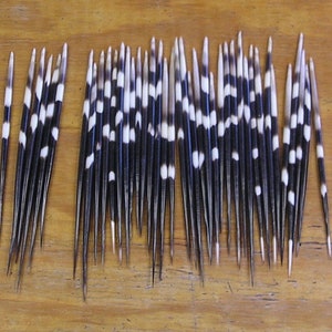 40 Fat African Porcupine Quills