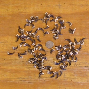 100 Real Coyote Claws