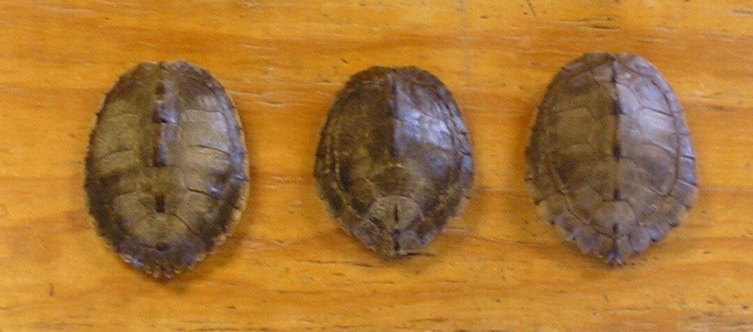 3 4 Mississippi River Map Turtle Shells - Etsy Australia