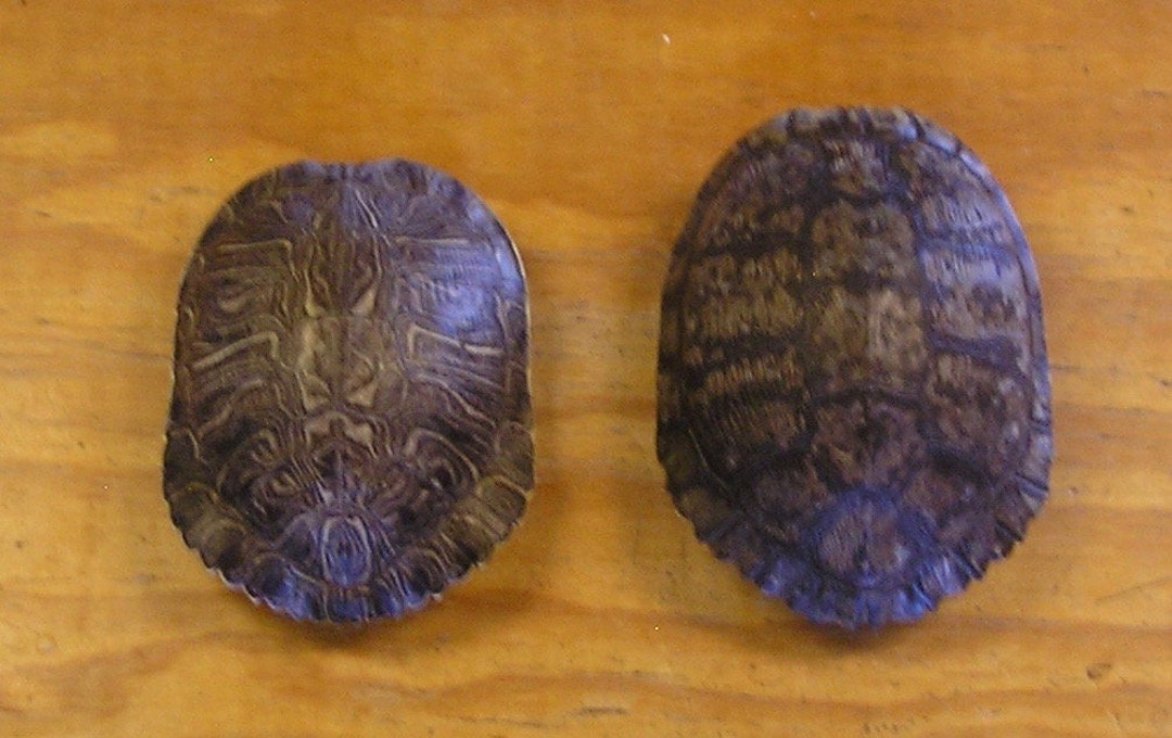 2 Large 7 Red Ear Slider Turtle Shells - Etsy