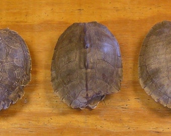 MAP Turtle Shells 3 1/2 5 1/2 Inch CHOOSE Your QUANTITY TU10 - Etsy