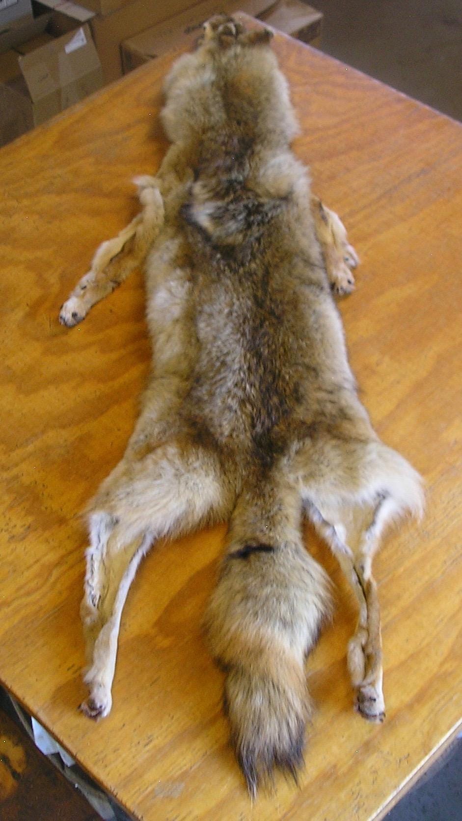 XXLarge Coyote Pelt with Feet & Claws