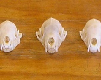 11 Skunk Skulls