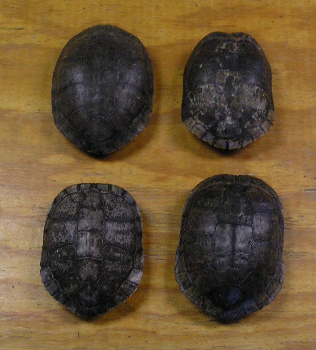 4 Large 7