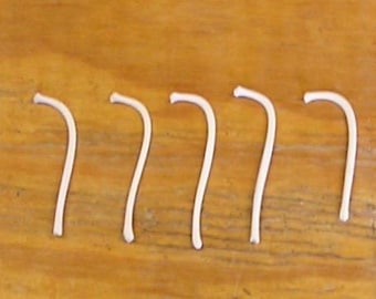 5 Small Raccoon Baculum Bones