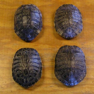3 Large 7" Red Ear Slider Turtle Shells