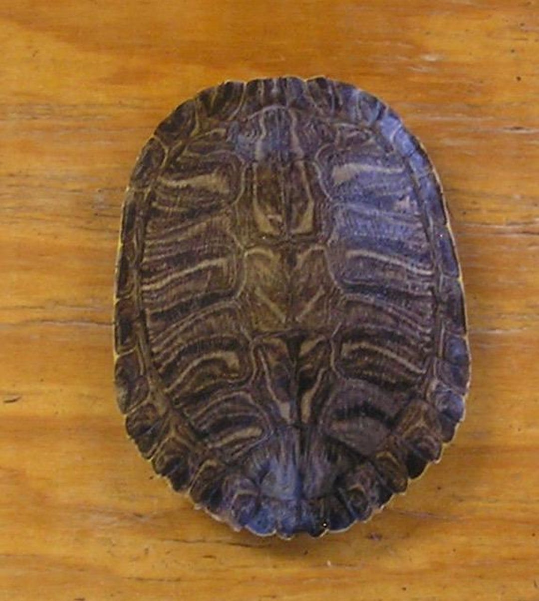 Large 7" Red Ear Slider Turtle Shell - Etsy