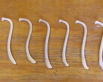 10 Large Raccoon Baculum Bones