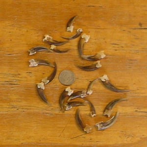 20 Real Front Badger Claws