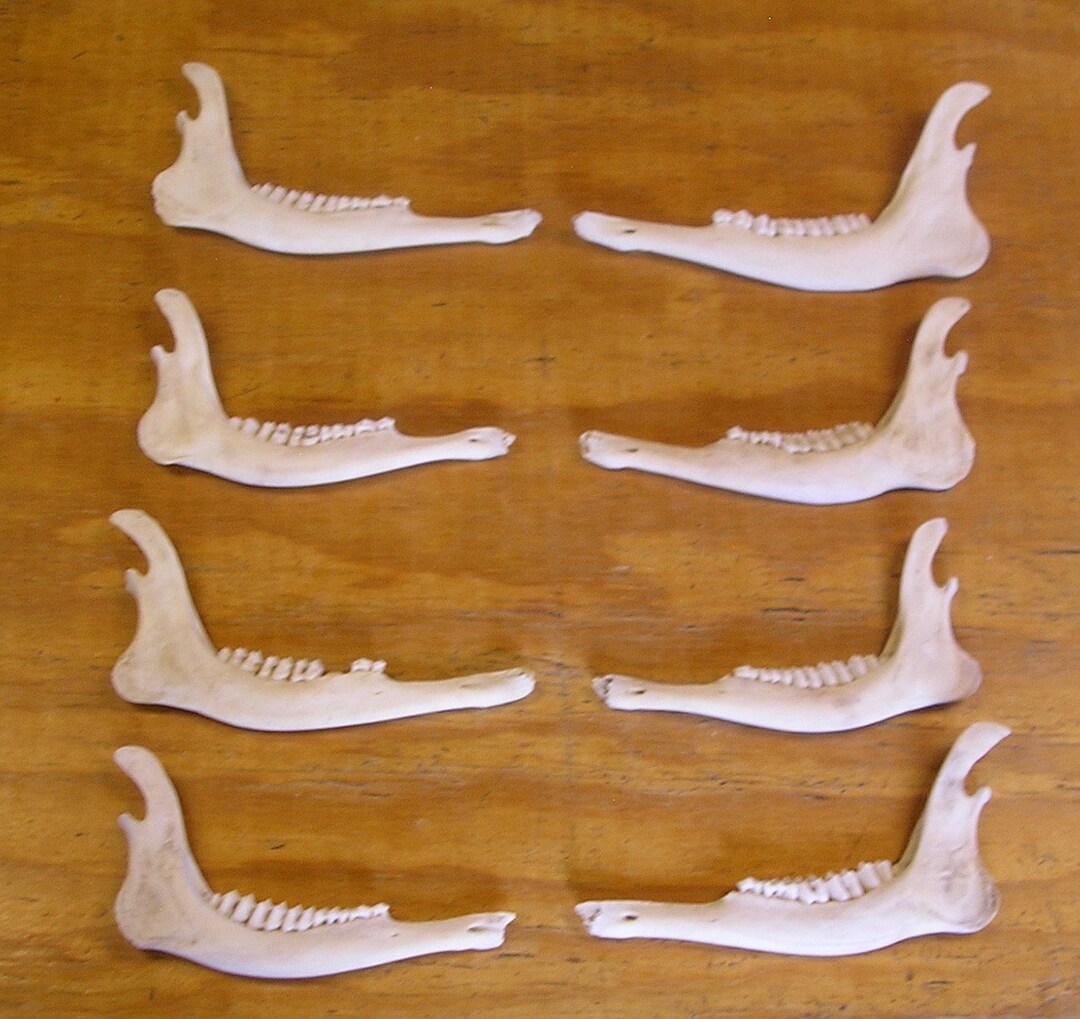 8 Deer Jaw Bones Etsy