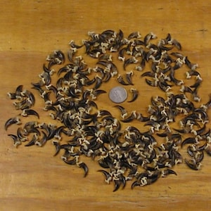 225 Real Coyote Claws