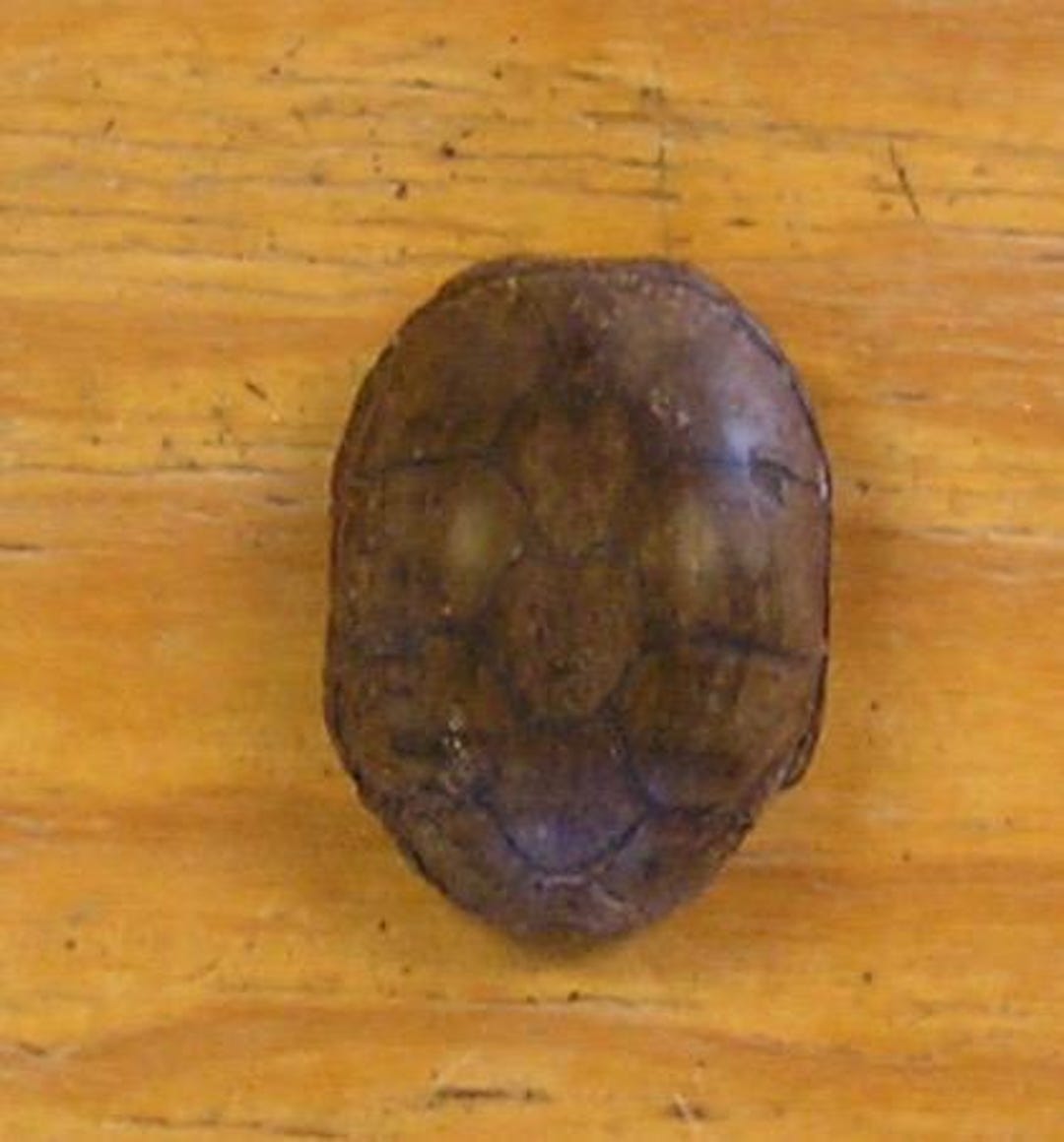 Mud Turtle Shell - Etsy