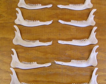 10 Deer Jaw Bones