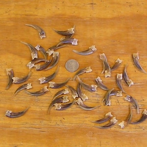 40 Real Front Badger Claws