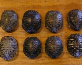 12 - 4" Red Ear Slider Turtle Shells