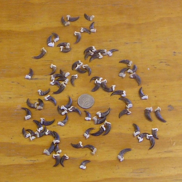 75 Real Coyote Claws