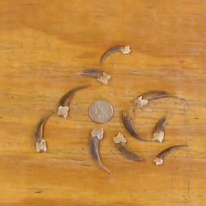 10 Real Front Badger Claws