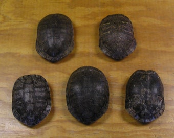 5 Large 7" Red Ear Slider Turtle Shells