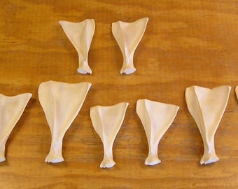 11 Deer Shoulder Blades