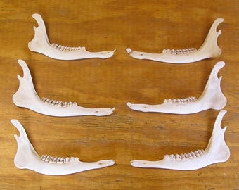 6 Deer Jaw Bones