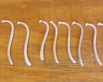 20 Large Raccoon Baculum Bones