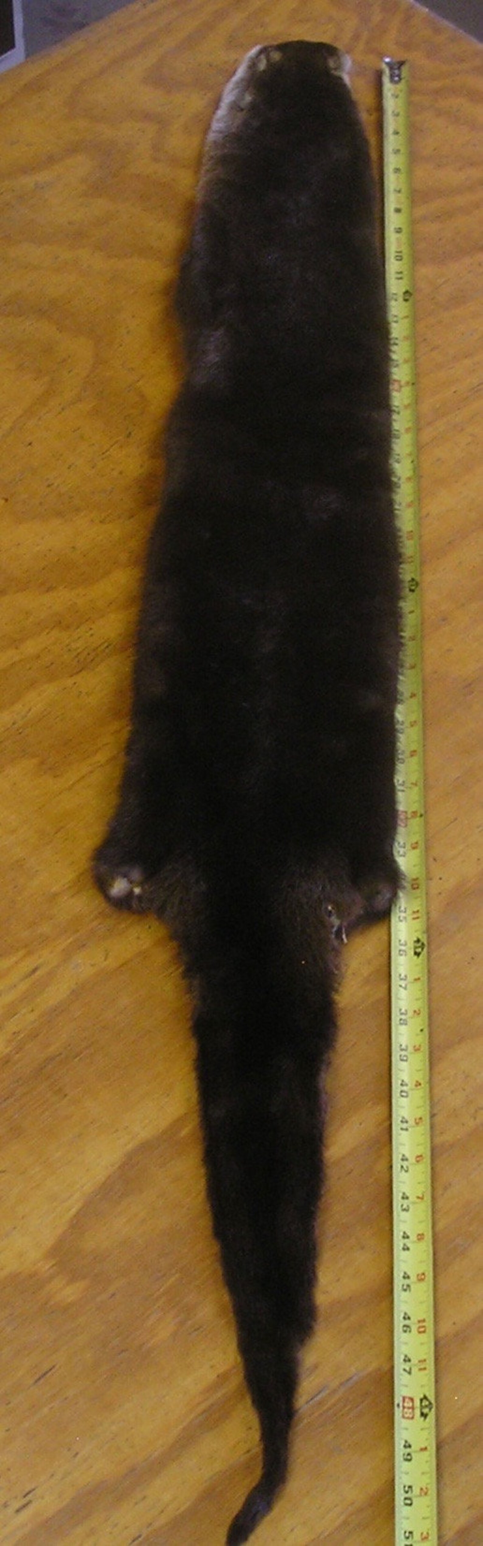 River Otter Pelt | Etsy