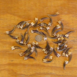 50 Real Front Badger Claws
