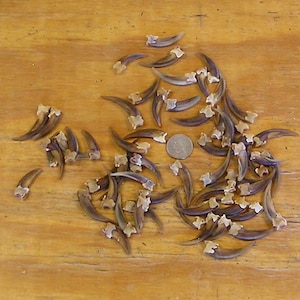 60 Real Front Badger Claws