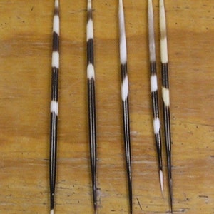 5 Fat African Porcupine Quills