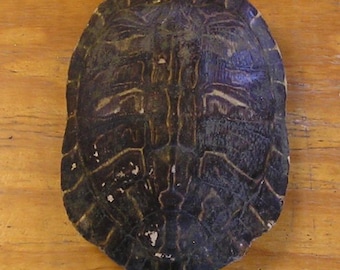 XXL 9" River Cooter Yellow Belly Turtle Shell