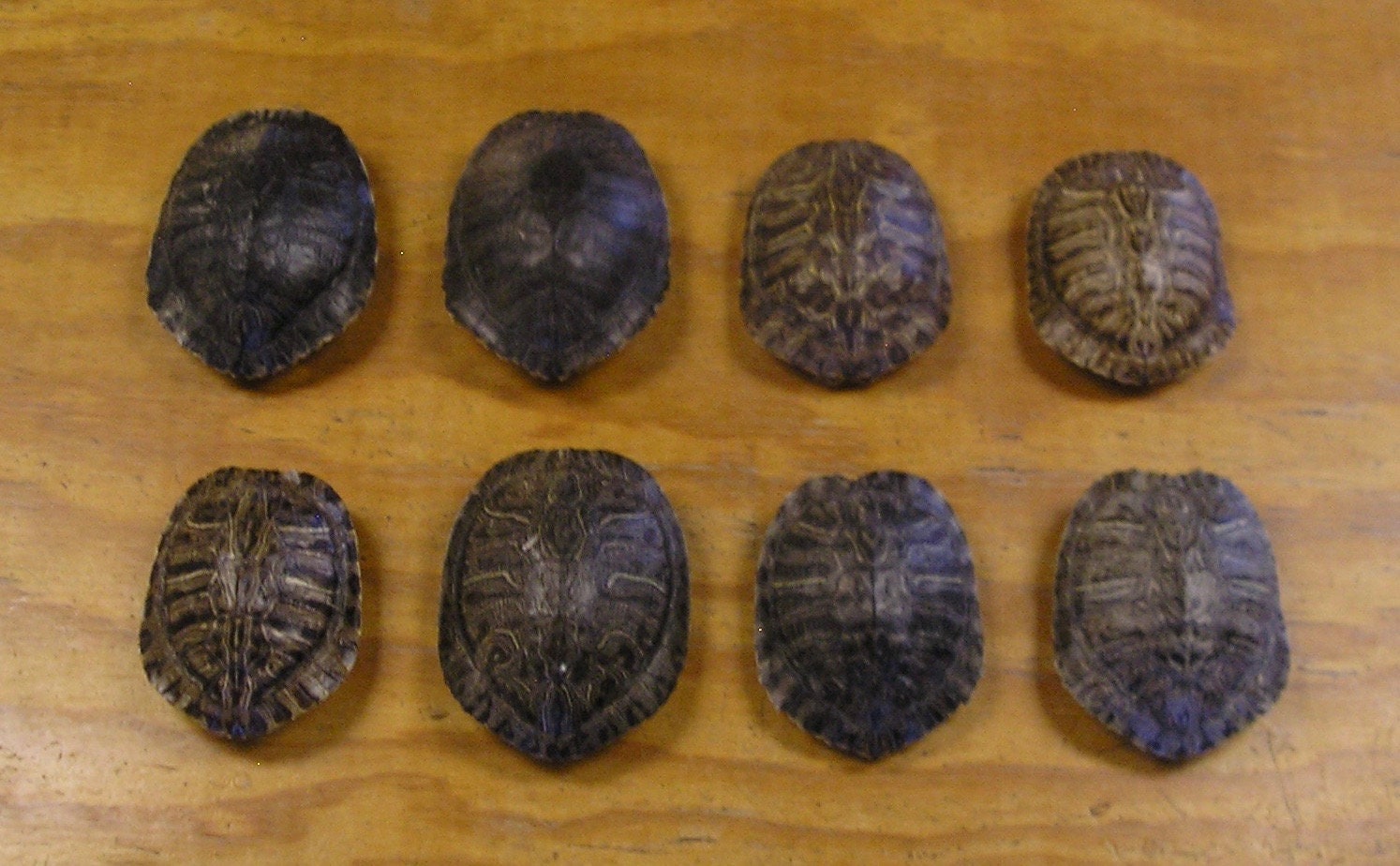 MAP TURTLE SHELLS SMALL 3 1/2-5 1/2 inch CHOOSE YOUR QUANTITY #TU10 