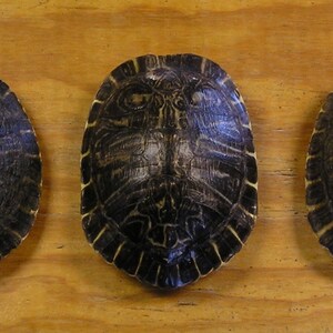 3XL 8 River Cooter Turtle Shells image 1