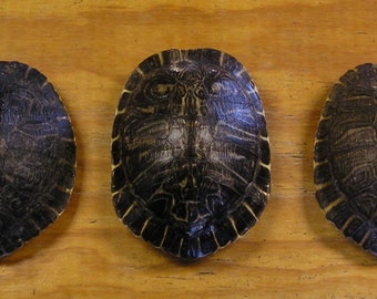 3XL 8" River Cooter Turtle Shells