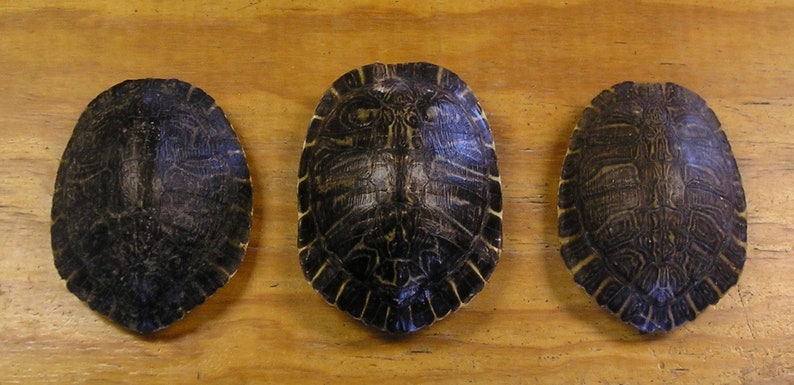 3XL 8 River Cooter Turtle Shells image 1