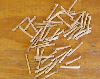 50 Coyote Foot Bones